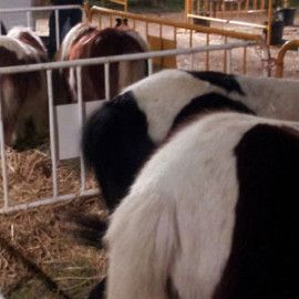 Ponis-Garrotxa-a-les-Fires-d'olot
