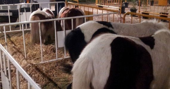 Ponis-Garrotxa-a-les-Fires-d'olot