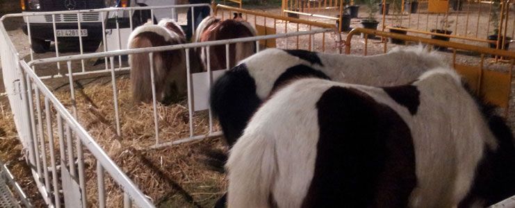 Ponis-Garrotxa-a-les-Fires-d'olot