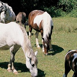 Excursió a cavall a la Garrotxa sortida d'un dia a Santa Pau