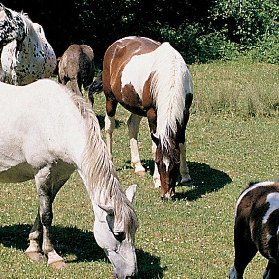 Excursió a cavall a la Garrotxa sortida d'un dia a Santa Pau