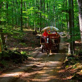 Skyscaner cataloga La Fageda
