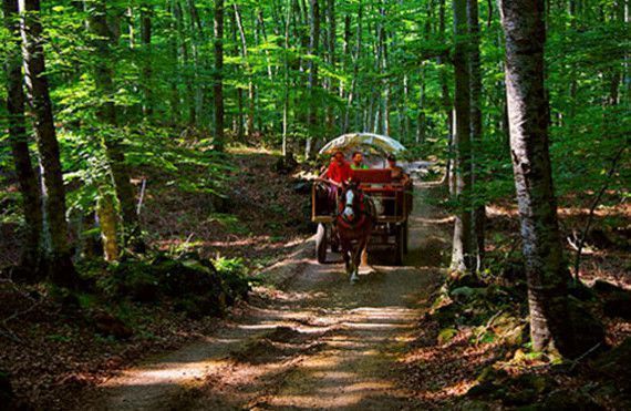 Skyscaner cataloga La Fageda