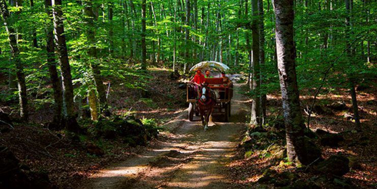 Skyscaner cataloga La Fageda