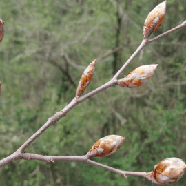 Primavera a la Garrotxa La Fageda floreix