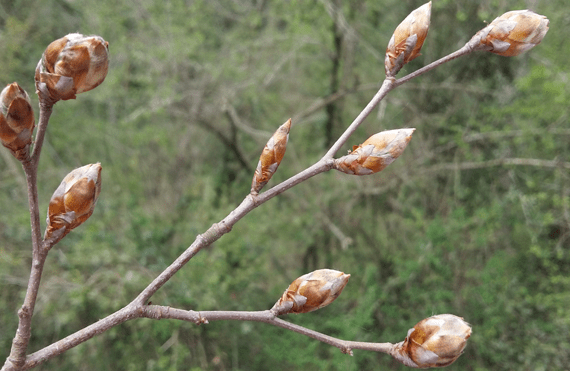 Primavera a la Garrotxa La Fageda floreix