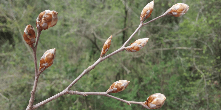 Primavera a la Garrotxa La Fageda floreix