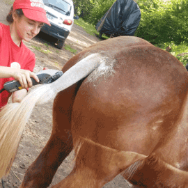 Sessió de perruqueria a Carruatges de la Fageda