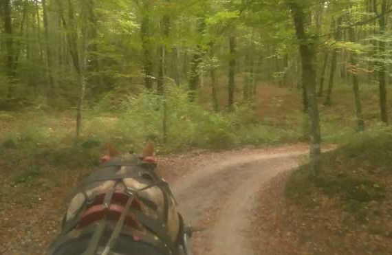 La Fageda a la tardor amb Acticitats Garrotxa