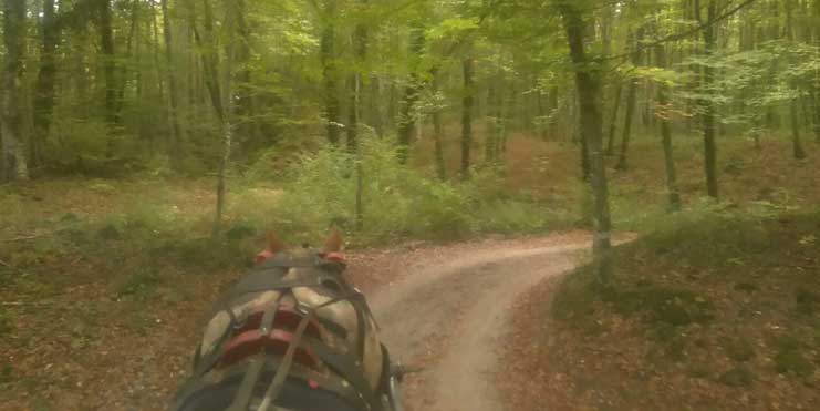 La Fageda a la tardor amb Acticitats Garrotxa