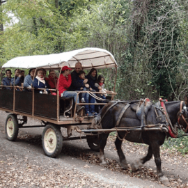 Experiències locals i viatges amb encant a la Garrotxa