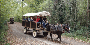 Experiències locals i viatges amb encant a la Garrotxa