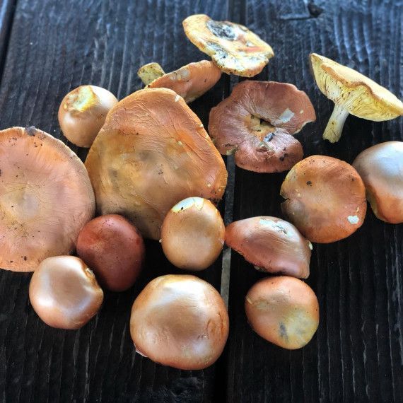 Bolets a la tardor