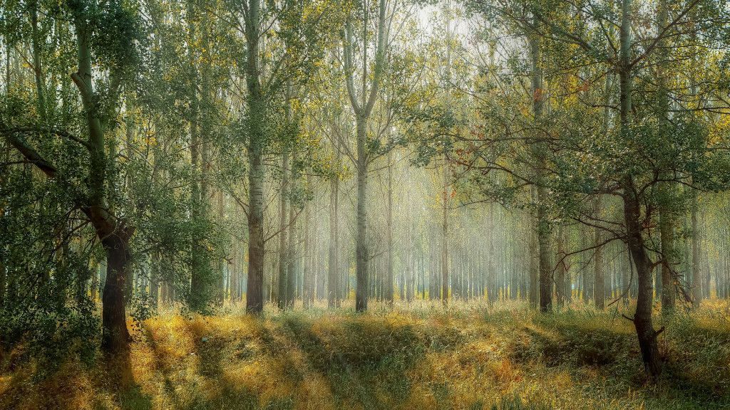 natura i beneficis al caminar