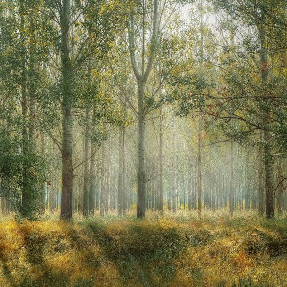 natura i beneficis al caminar