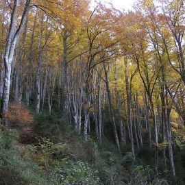 La Fageda de la Grevolosa es el misteri amagat de la Garrotxa - activitats garrotxa