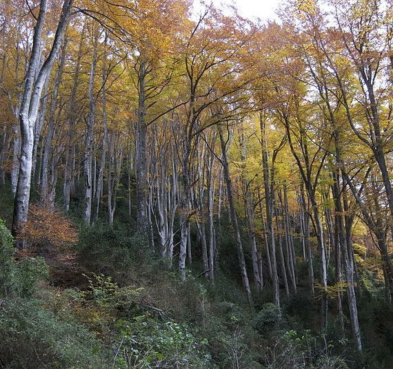 La Fageda de la Grevolosa es el misteri amagat de la Garrotxa - activitats garrotxa