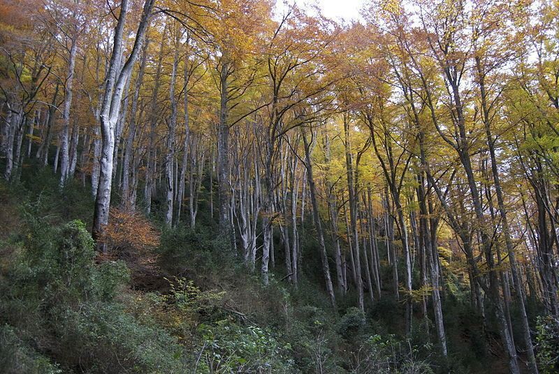 La Fageda de la Grevolosa es el misteri amagat de la Garrotxa - activitats garrotxa