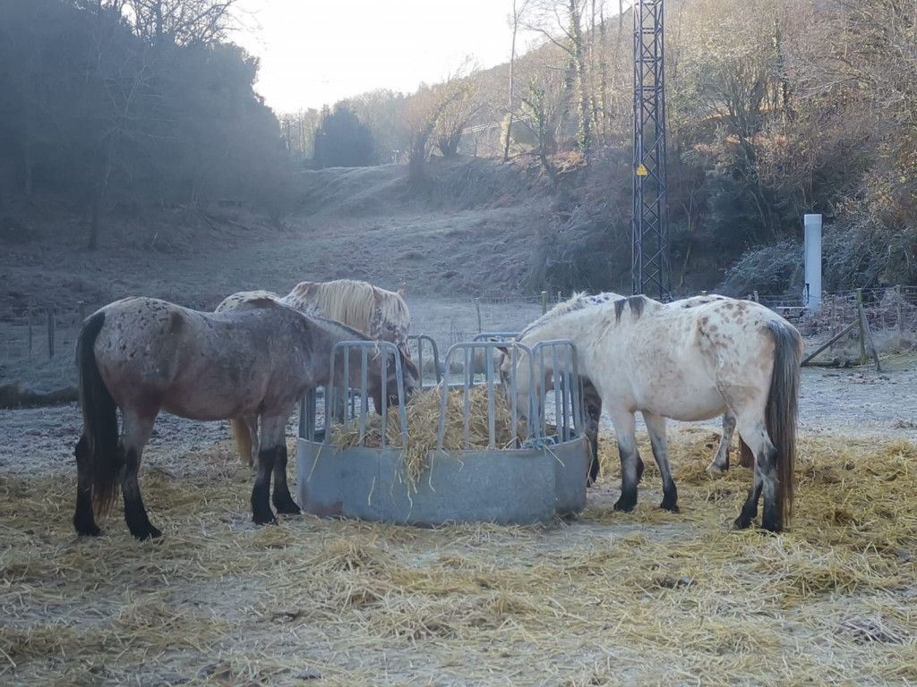 rutes a cavall per la garrotxa