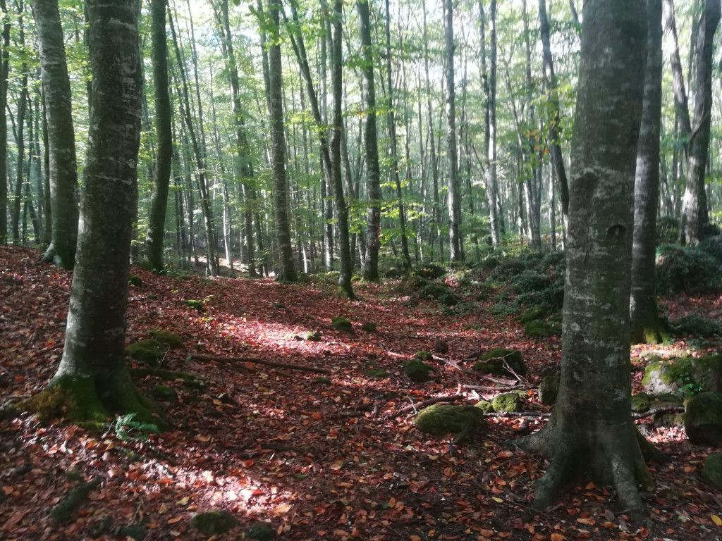 Fageda d'en Jordà