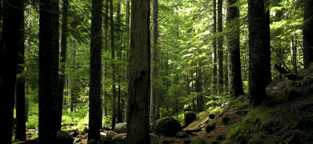 ver la fageda precios
