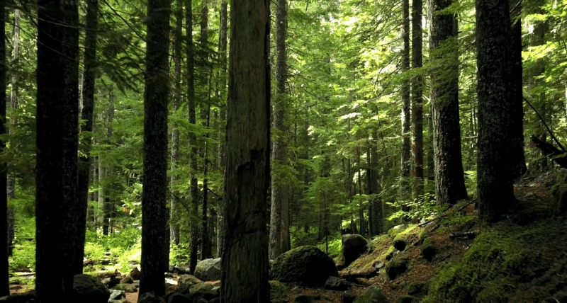 ver la fageda precios