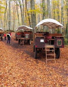 carruatges en la fageda