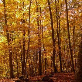 Els paisatges de la Garrotxa