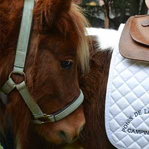 passeig a cavall per la fageda