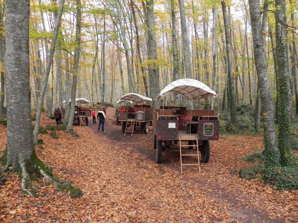 reservar carruatges fageda
