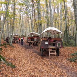 reservar carruatges fageda