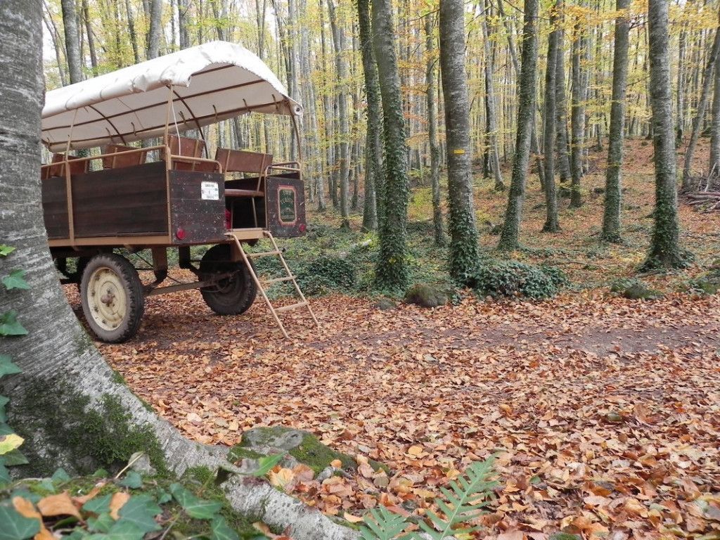 excursió amb carruatges per la fageda d'en jordà
