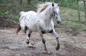 Races de cavalls