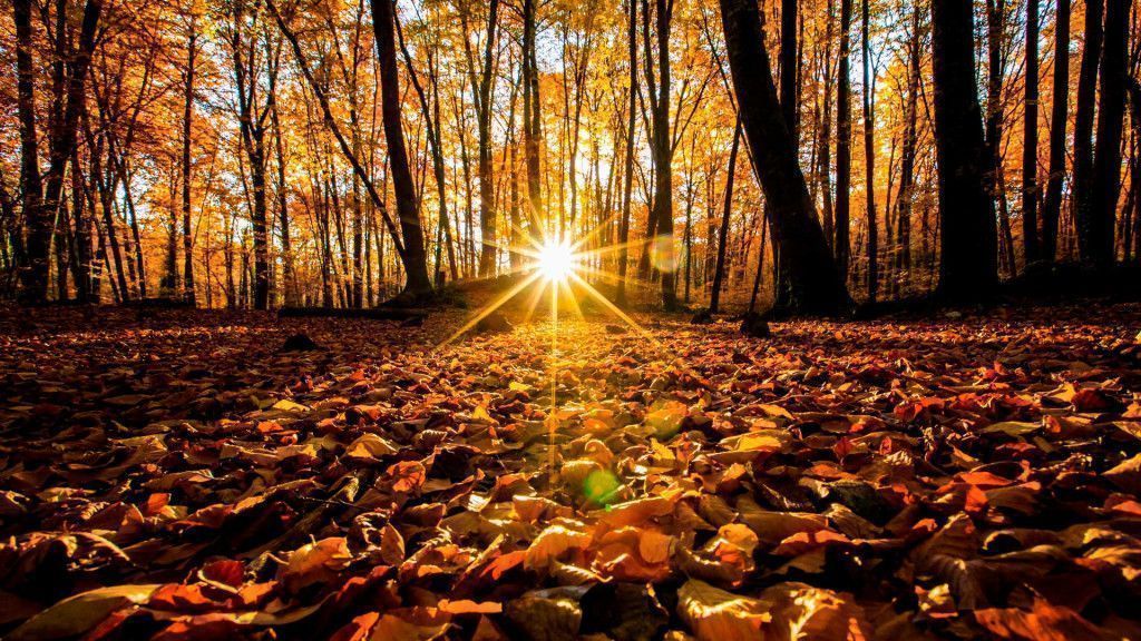 fageda d'en jordà otoño