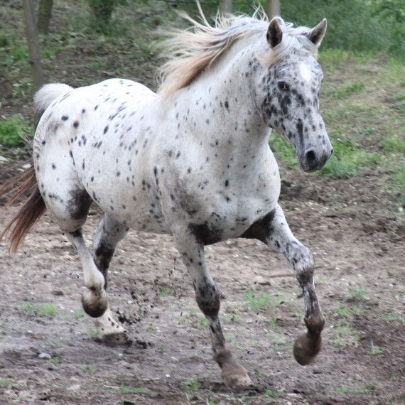 passeig a cavall per la fageda