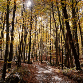 excursió per la Fageda d'en Jordà