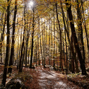 excursió per la Fageda d'en Jordà