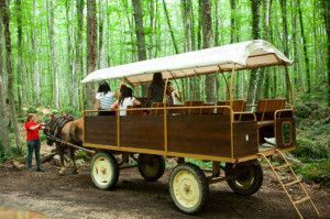 Carruatges a la fageda d'en jorda