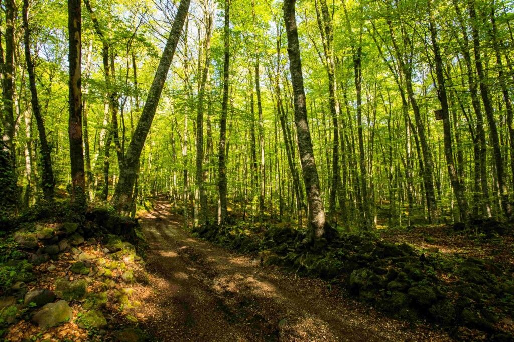 La Fageda