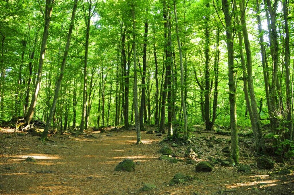 La Fageda d'en Jordà