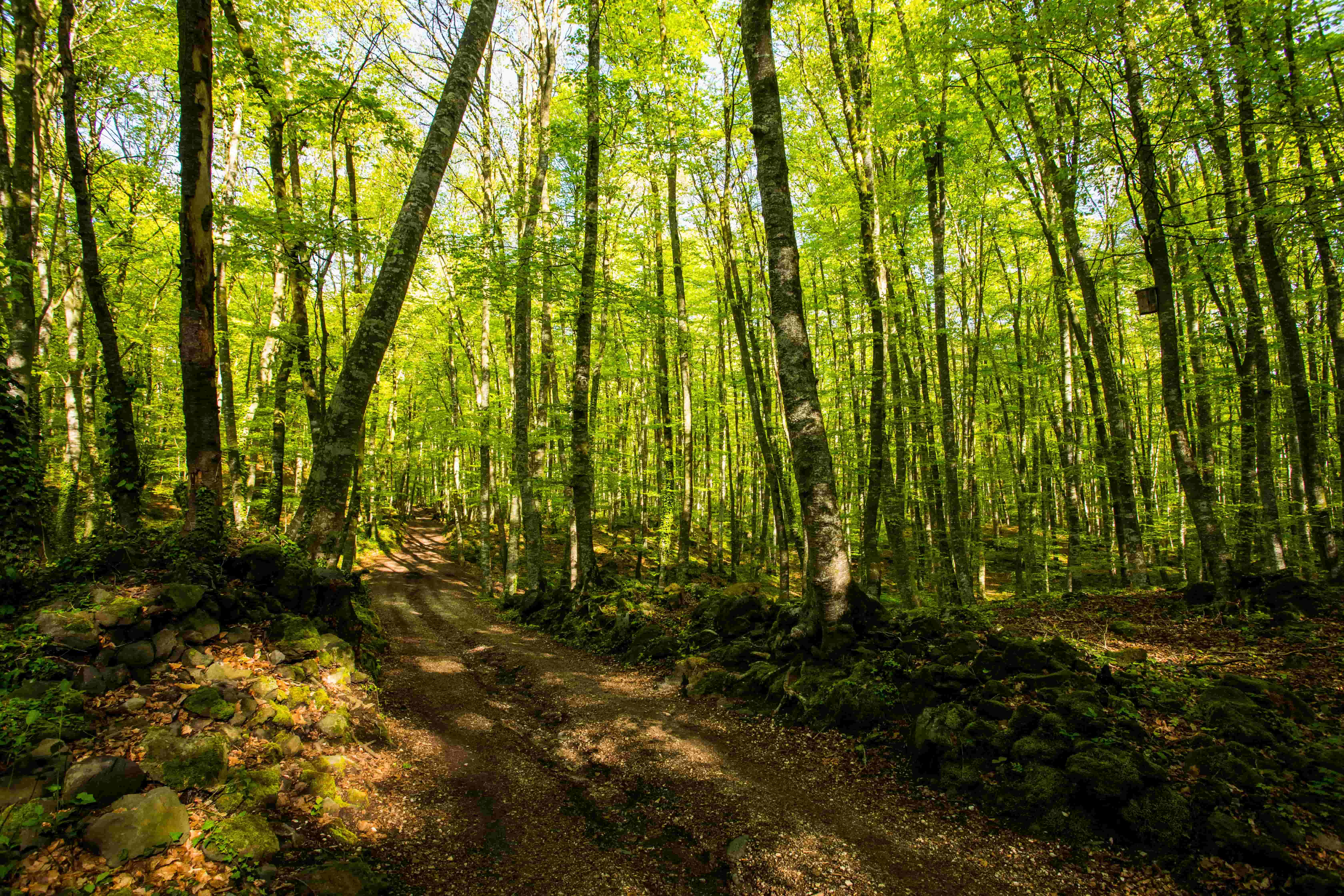 La Fageda
