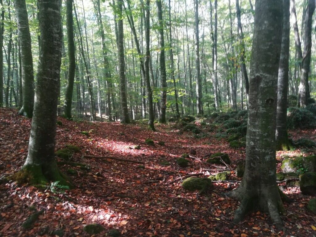 La Fageda