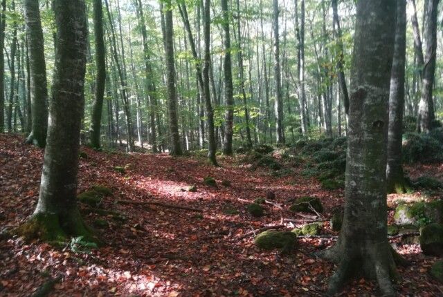 La Fageda