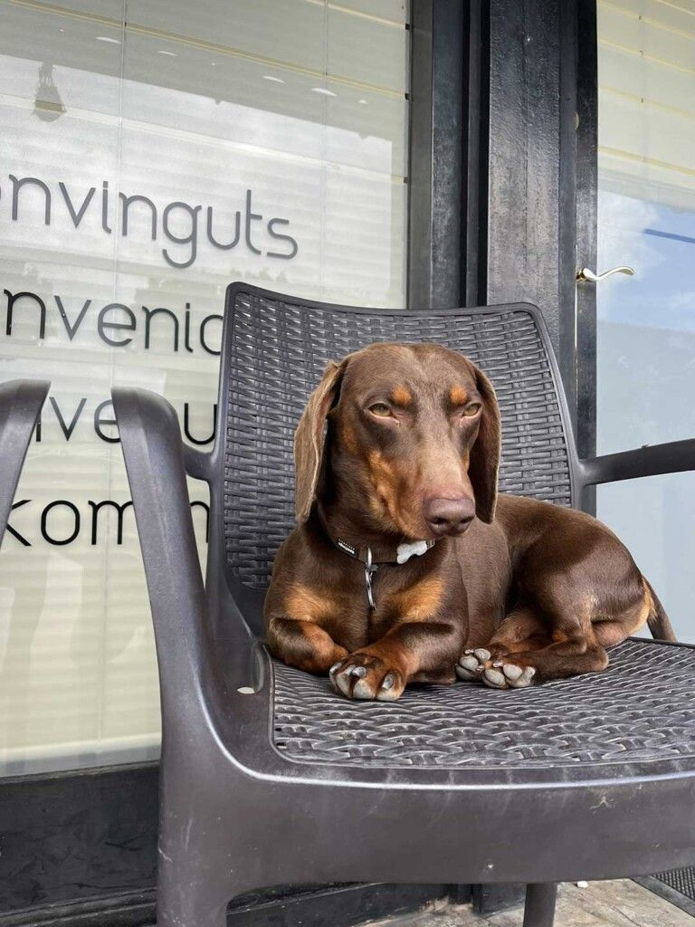 camping pet friendly
